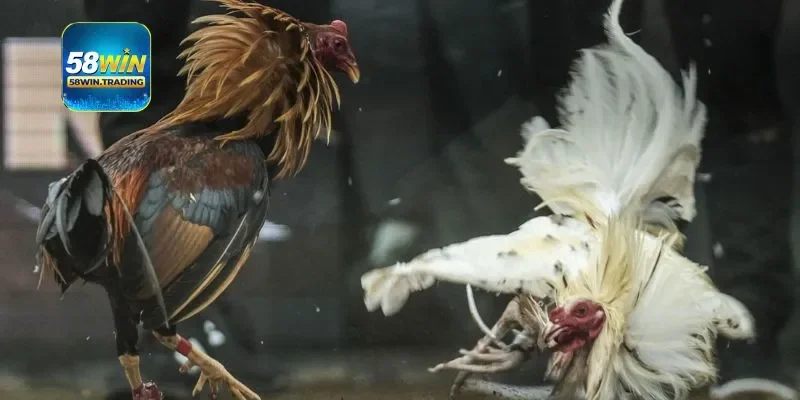 Cách chơi cơ bản người mới cần nắm được