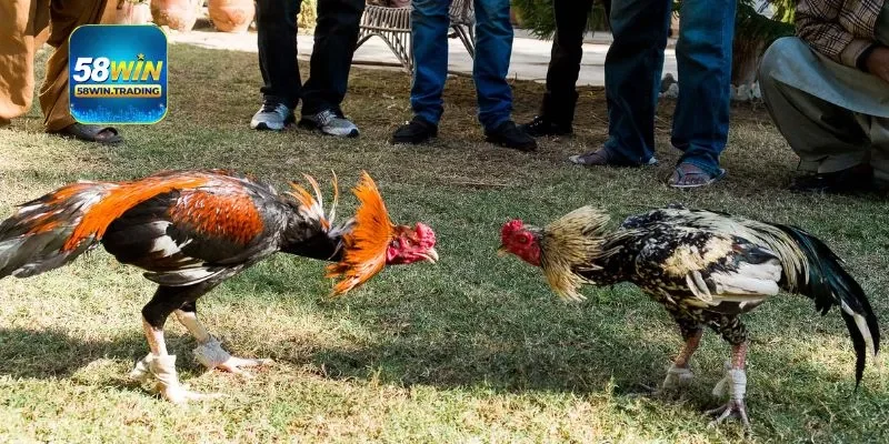 Tiêu chí để người tham gia chọn gà đá chính xác